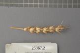 Click for 1 image(s) for this accession. Spike